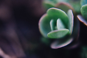 Succulent stock photo containing succulent and green