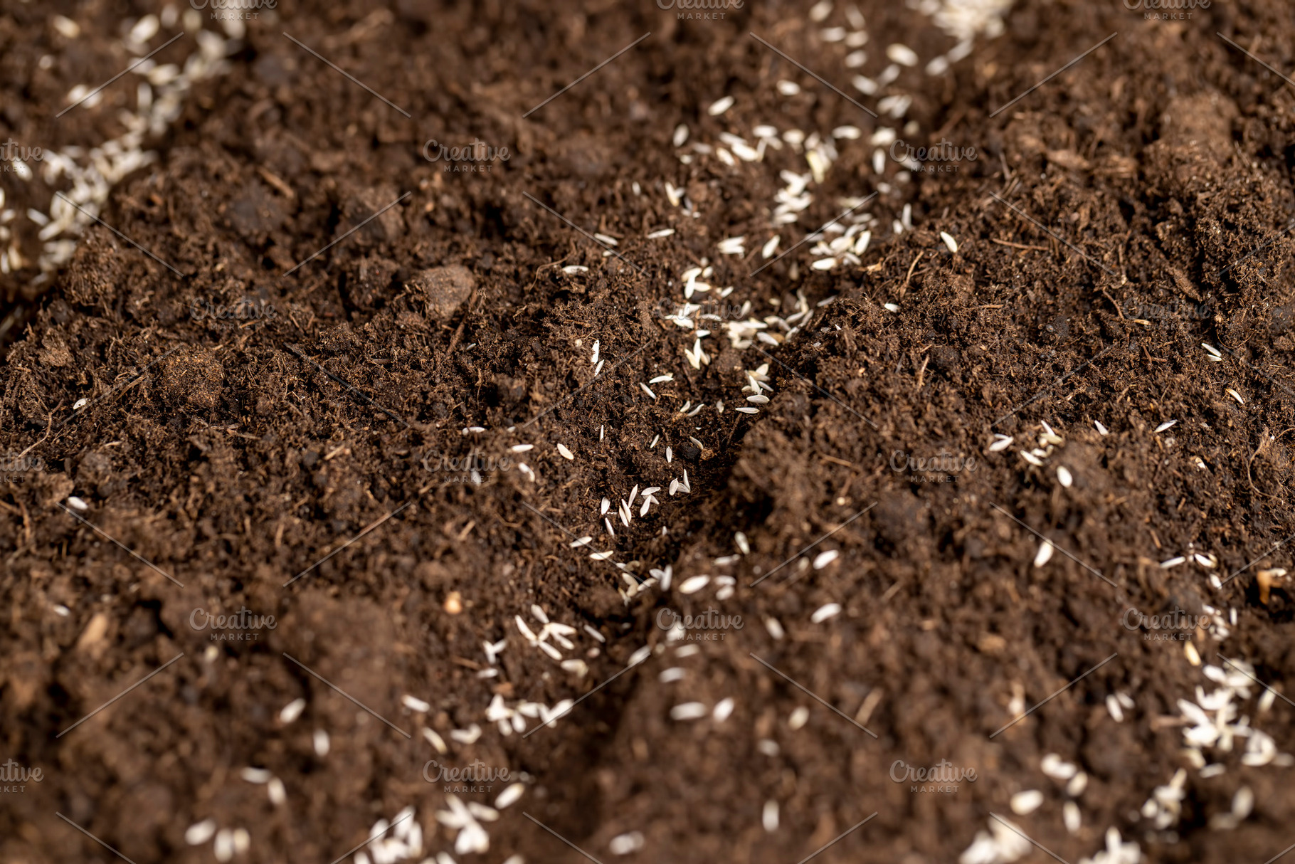 lettuce seeds in soil with peat , a plot of land mixed with peat in which green, a Photo by rsoollAI
