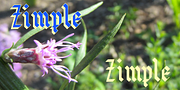 Zimple, a Blackletter Font by Ingrimayne Type (Thumbnail 3 of 5)