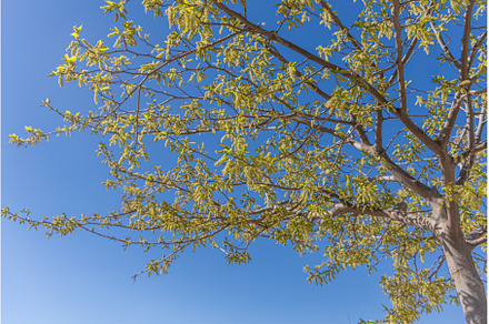 A beautiful mulberry tree with green