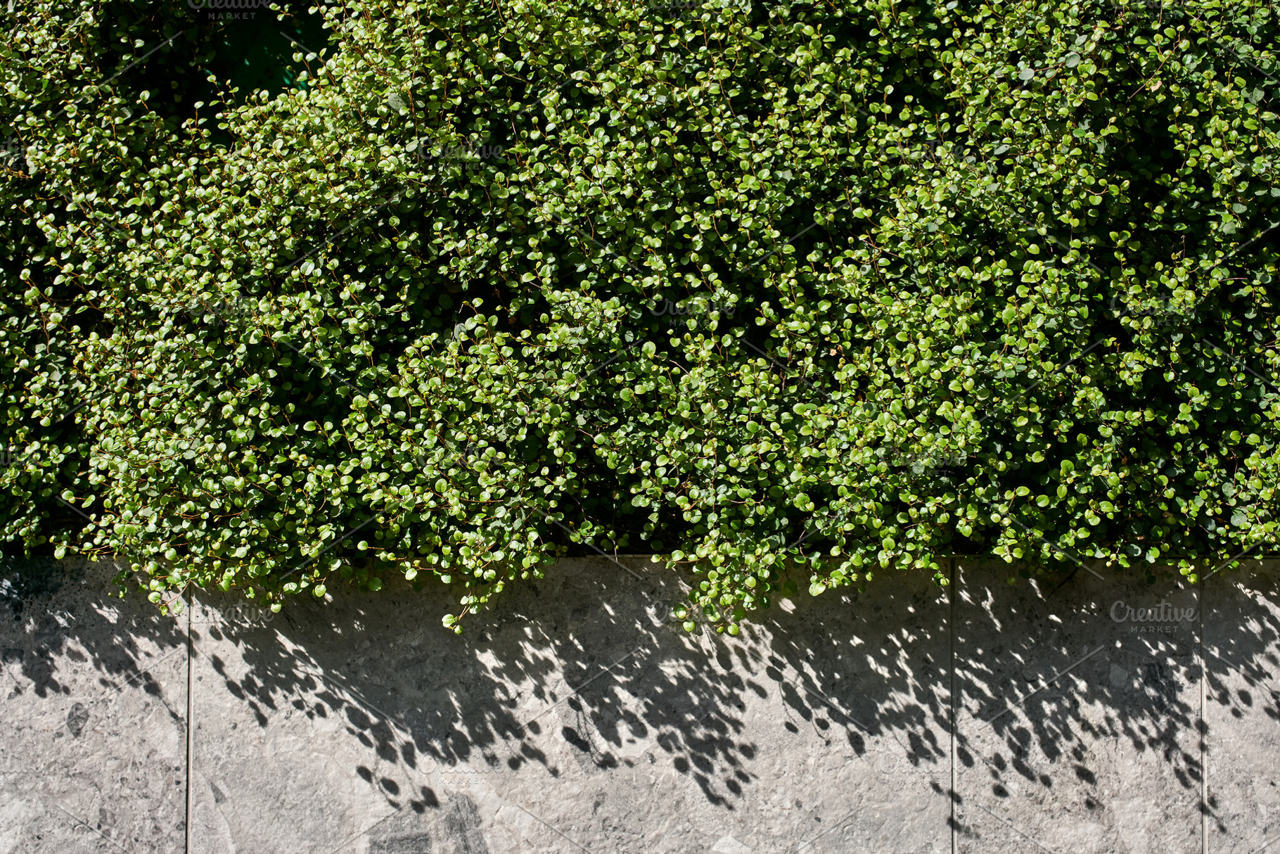 Sunlight falls on green plants over, a Nature Photo by Bezuglov photography