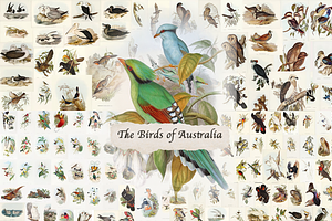 300+ The Birds of Australia, an Animal Illustration by Digital Museum