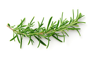 Rosemary twig isolated on white background, a Food & Drink Photo by AlyaAnd
