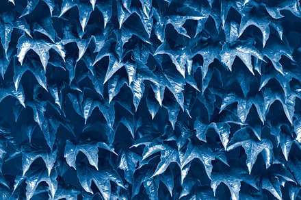 Natural Leaves background classic blue toned, a Nature Photo by Dvoevnore photos