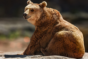 Adult brown bear in a natural rocky, an Animal Photo by Perpis