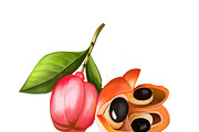 Ackee Print, Jamaican Kitchen Art, a Food Illustration by Dneprstock (Thumbnail 2 of 4)