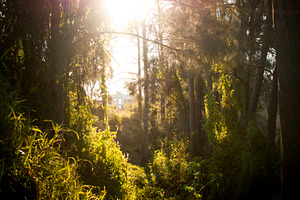Fantasy Forest, a Nature Photo by THP Creative