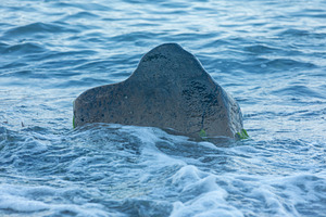 Smooth rock emerging from gentle ocean waves, surrounded by flowing water and s, a Nature Photo by Ales Munt