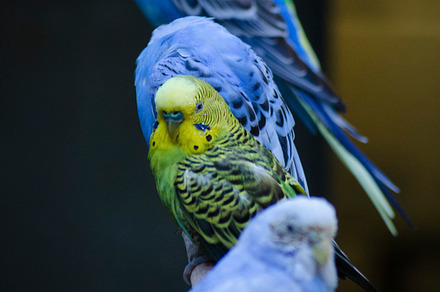 Parakeets - The Standout