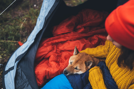 Girl with dog on vacation containing dog, shiba inu, and tourist
