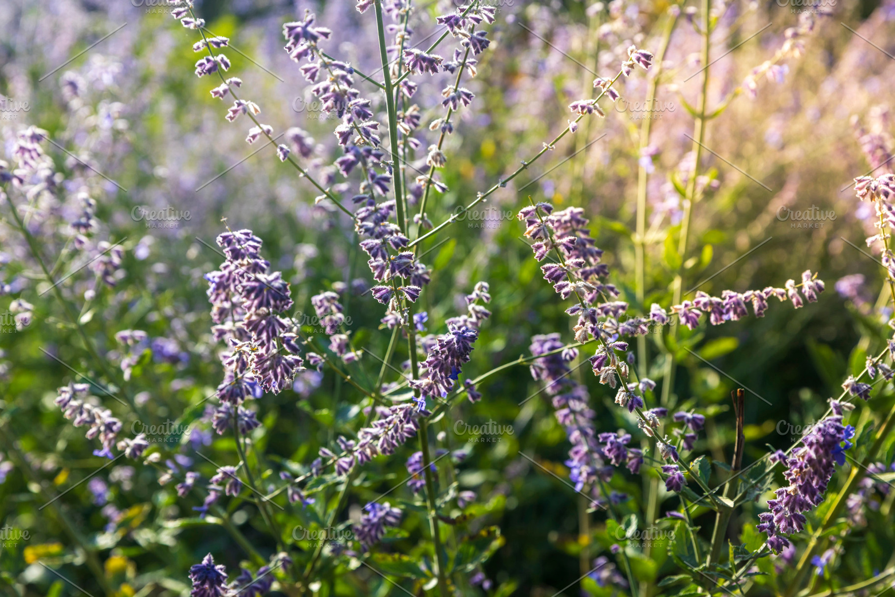 Close-up of blooming purple flowers on tall stems glowing under, a Nature Photo by Imaginarium