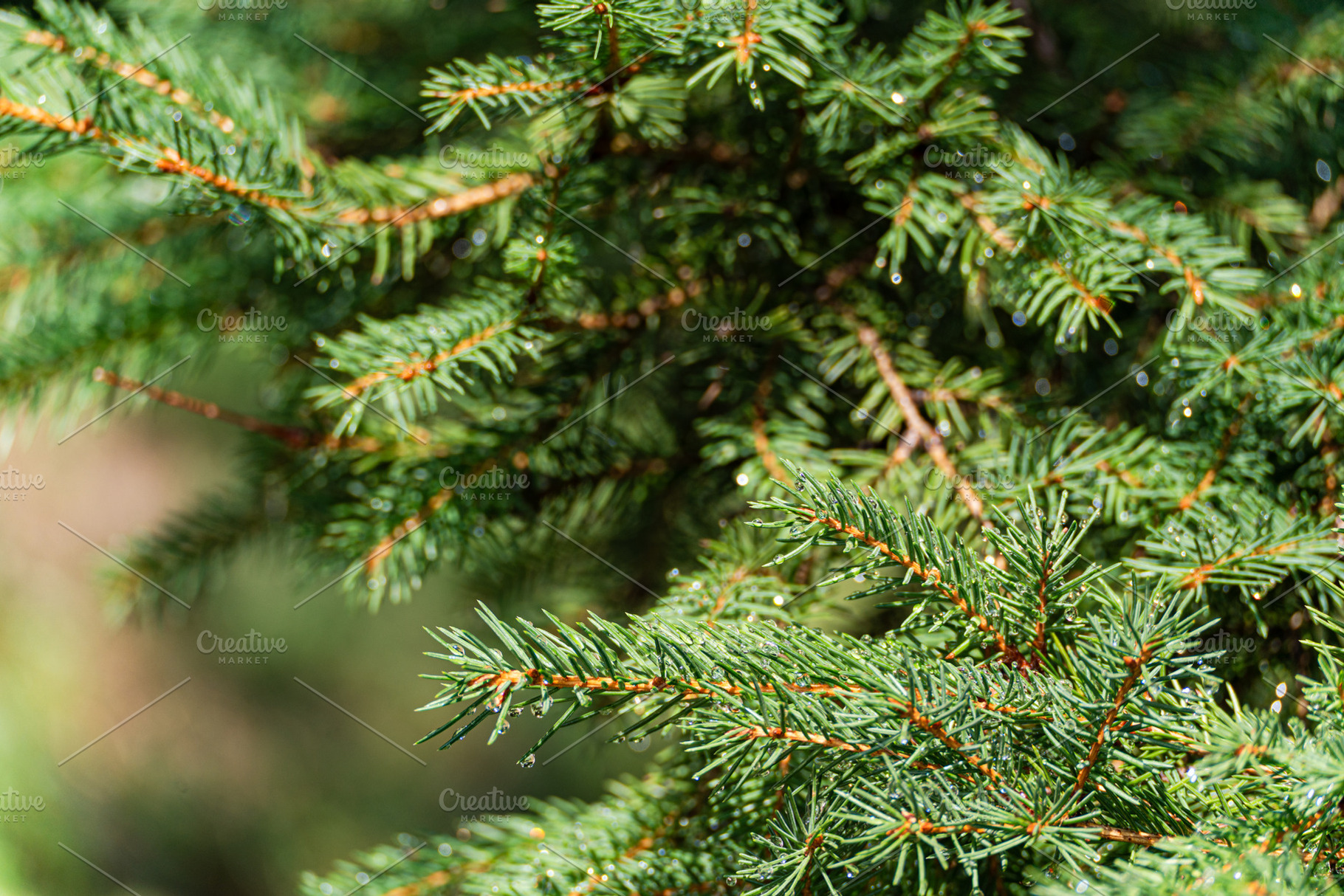 Pine tree with waret drops after the rainin the summer, a Nature Photo by Anna Bogush