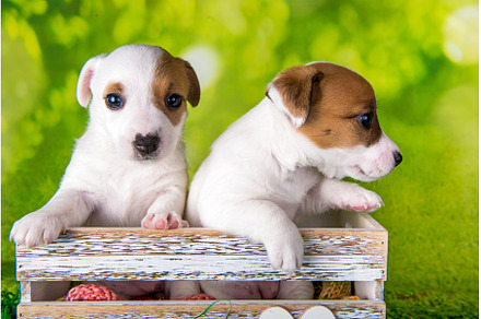 Two cute jack russell terrier, an Animal Photo by COLORFUL