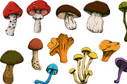 Hand drawn vintage mushrooms, a Food Illustration by Elena Mykhailenko (Thumbnail 3 of 5)
