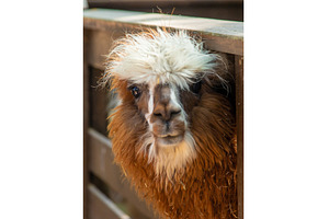 Big llama in the zoo. Selective, an Animal Photo by yanadjana