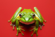 104 Frogs, an Animal Photo by Handmadefont (Thumbnail 12 of 17)