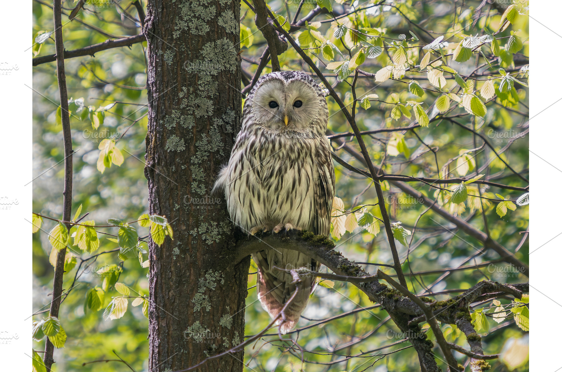 Ural owl or Strix uralensis sits, an Animal Photo by Fascinadora