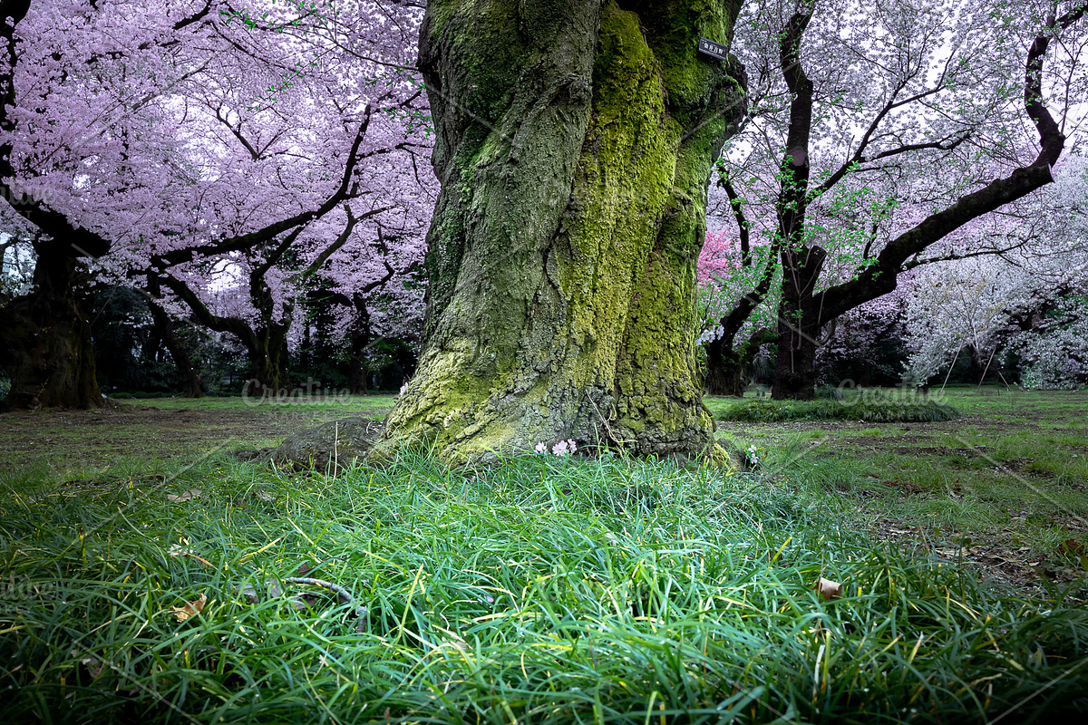 Japanese Cherry Blossom Photo Bundle, a Nature Photo by Silent Nature (Photo 6 of 10)