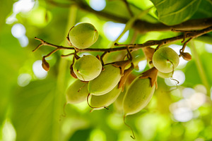 Cluster of green Paulownia seed pods on a tree branch in bright sunlight., a Nature Photo by Rohan Photography