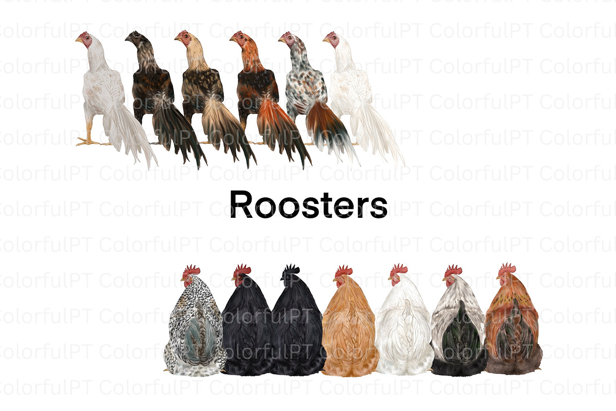 Chicken Breeds Clipart, an Animal Illustration by ColorfulPT (Photo 7 of 7)
