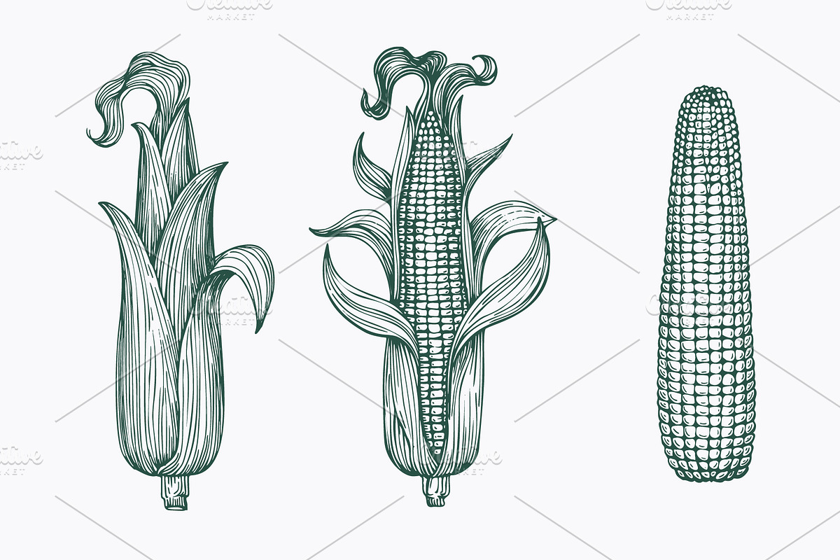 Vegetable Vector Collection, a Food Illustration by Lubov Illustrations Shop (Photo 6 of 6)