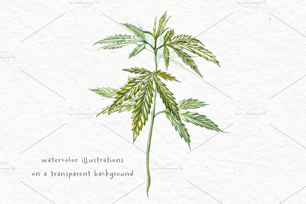 CBD Oil. Hemp illustration, a Food Illustration by Ann Astro (Photo 5 of 8)