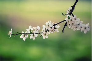 Apricot tree blossoms, a Nature Photo by Nature and travel
