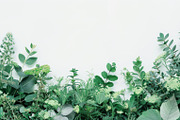 99 Frames of green leaves, a Nature Photo by Handmadefont (Thumbnail 70 of 100)