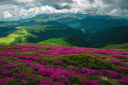 Flowering alpine pink rhododendrons, a Nature Photo by Alpine Dreams