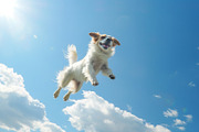 116 Flying animals, an Animal Photo by Handmadefont (Thumbnail 34 of 119)