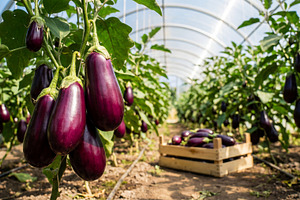 Eggplants growing on greenhouse, a Food & Drink Photo by Volff