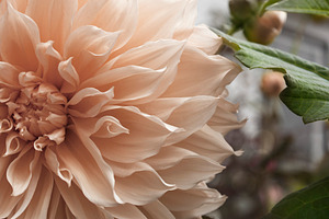 Beautiful Dahlia Close Up