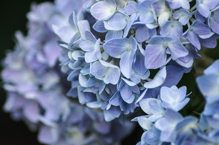 Blue hydrangea featuring gardening, flower, and floral