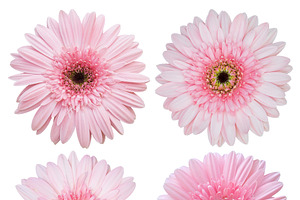 set of pink gerbera flower