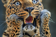 236 surprised animals, an Animal Photo by Handmadefont (Thumbnail 82 of 241)
