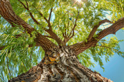 98 Trees view from below, a Nature Photo by Handmadefont (Thumbnail 97 of 98)