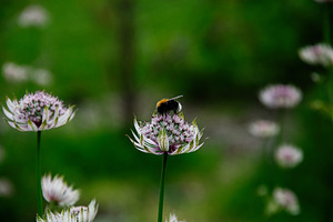 Bee collecting nectar on vibrant purple flowers in Reykjavik, Iceland garden, a Photo by AS photostudio