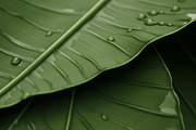 Tropical leaves. 38 images, a Decorative Illustration by Handmadefont (Thumbnail 3 of 10)