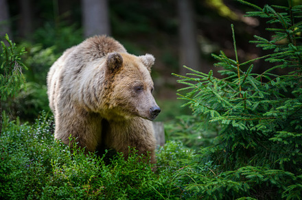 Wild Brown Bear in the summer forest. Animal in natural habitat., an Animal Photo by Byrdyak