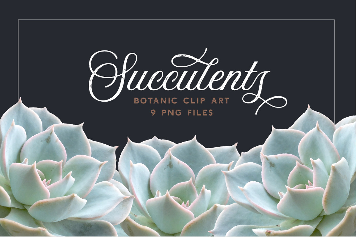 Succulents - Botanic Specimens, an Object Graphic by Turning Moss (Photo 4 of 5)