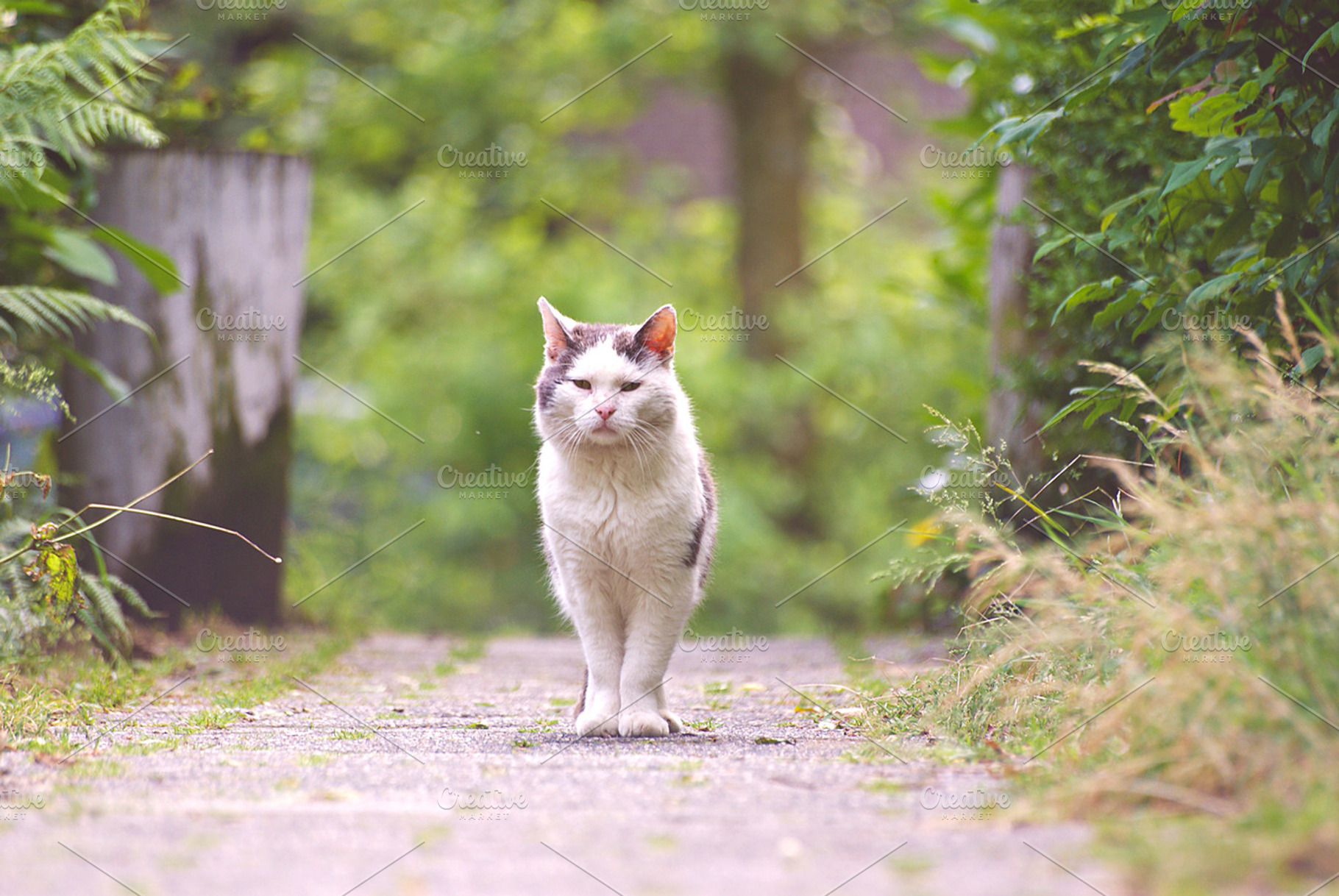 Standing Cat, a Photo by whenlovefalls