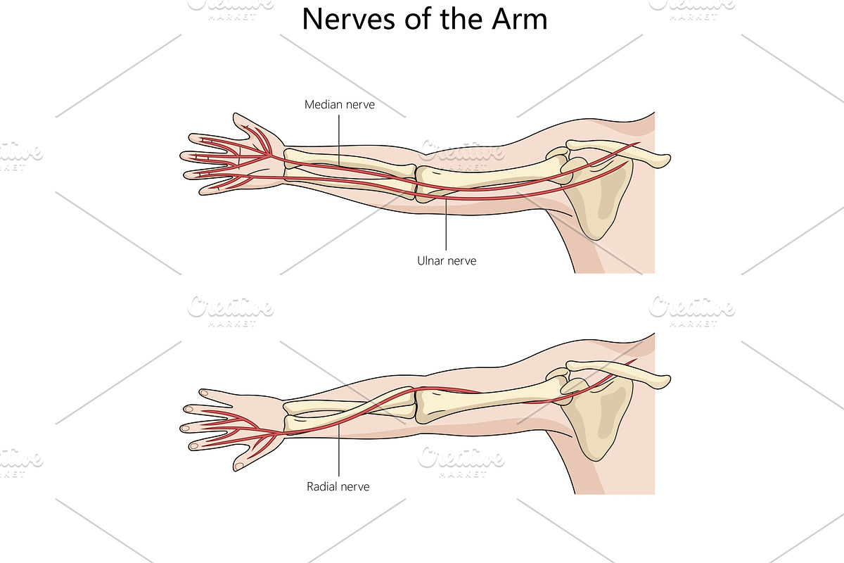 Arm Nerves with Labels diagram, an Object Illustration by AlexArt
