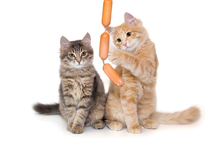 Grey and red kitten playing with sausages