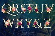 Elysian Floral Collection, an Illustration by Eclectic Anthology (Thumbnail 5 of 15)