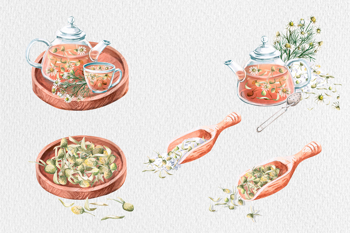 Chamomile watercolor clip art, a Decorative Illustration by SvetLana (Photo 4 of 13)