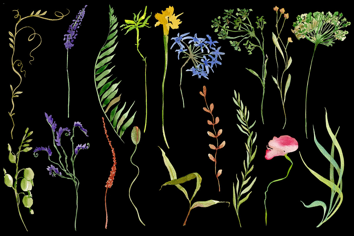 Nature Collection watercolour flower, a Decorative Illustration by ElenazlataArt (Photo 5 of 8)