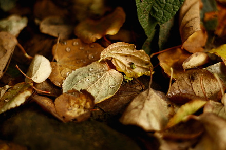 Fallen Autumn Leaves with Raindrops