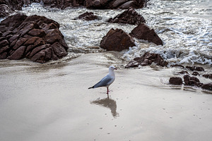Seagull standing on wet sand at Stokes Bay Beach, Australia, an Animal Photo by GoodGoods