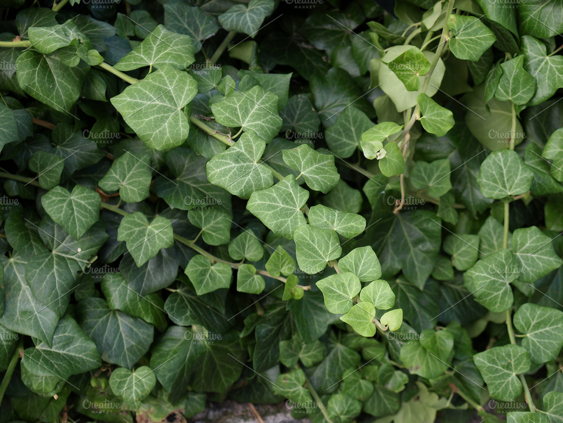 Ivy leaves featuring ivy, hedera, and ivies