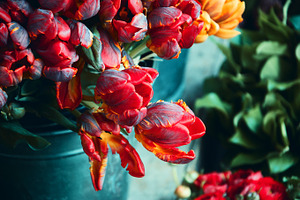 Colorful tulips featuring tulips, red, and blue